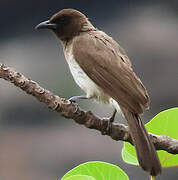 Bulbul des jardins