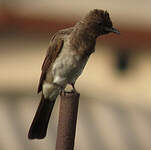 Bulbul des jardins