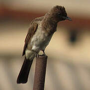 Bulbul des jardins