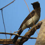 Bulbul des jardins