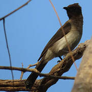 Bulbul des jardins
