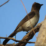 Bulbul des jardins
