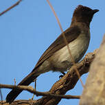 Bulbul des jardins