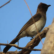 Bulbul des jardins