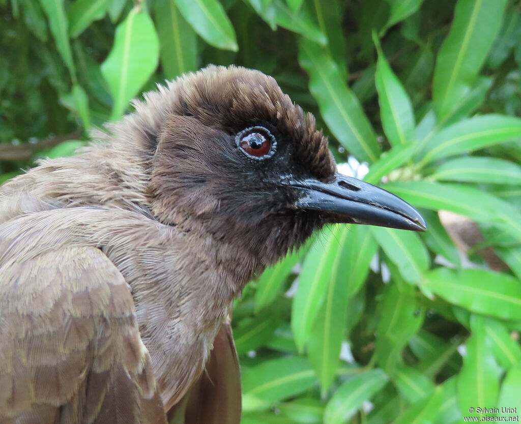 Bulbul des jardinsadulte