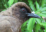 Bulbul des jardins