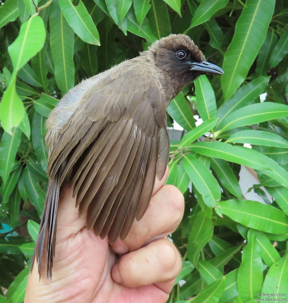 Bulbul des jardinsadulte