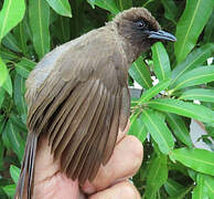 Bulbul des jardins