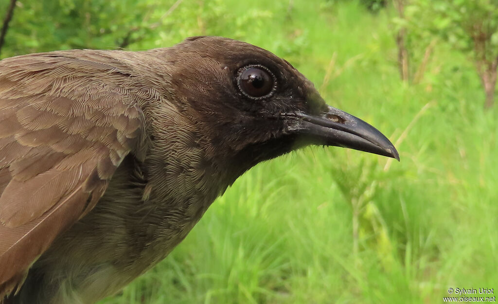 Bulbul des jardinsadulte