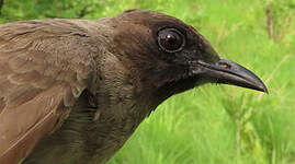 Bulbul des jardins