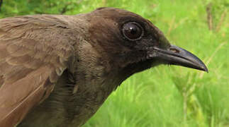 Bulbul des jardins