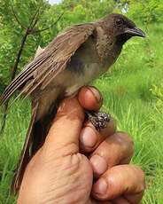 Bulbul des jardins