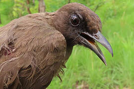 Bulbul des jardins