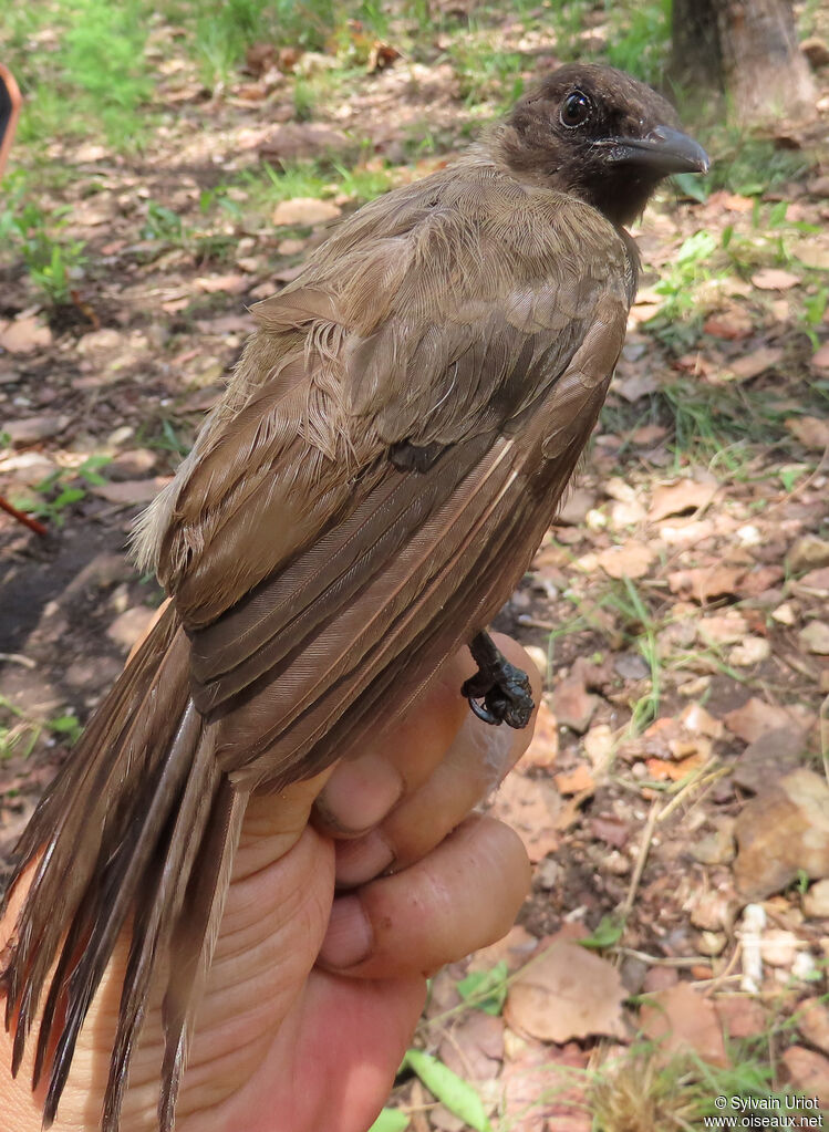 Bulbul des jardinsadulte