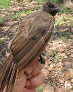 Bulbul des jardins