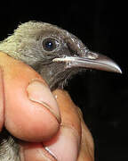 Bulbul des jardins