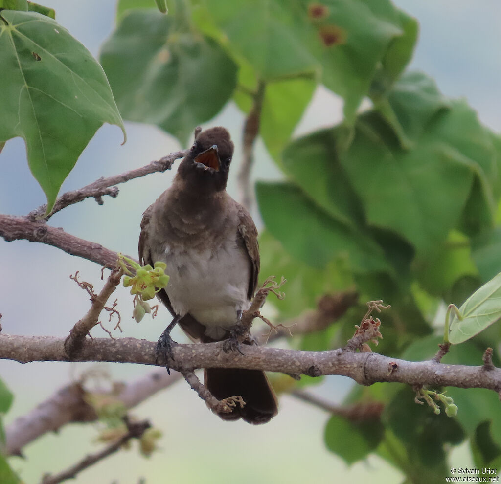 Bulbul des jardinsadulte
