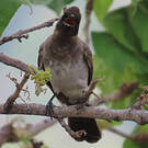 Bulbul des jardins