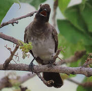Bulbul des jardins