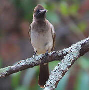 Bulbul des jardins