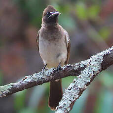 Bulbul des jardins