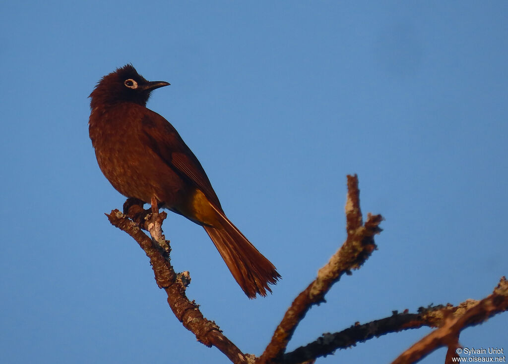 Bulbul du Capadulte