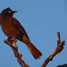 Bulbul du Cap