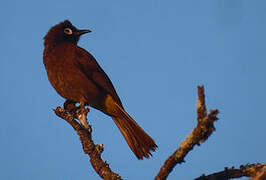 Cape Bulbul