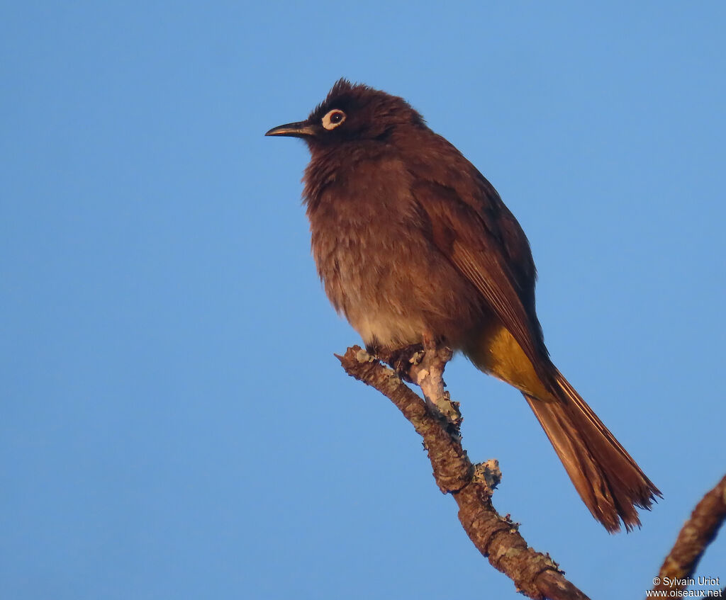 Bulbul du Capadulte