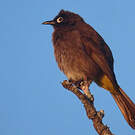 Bulbul du Cap
