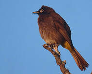 Bulbul du Cap