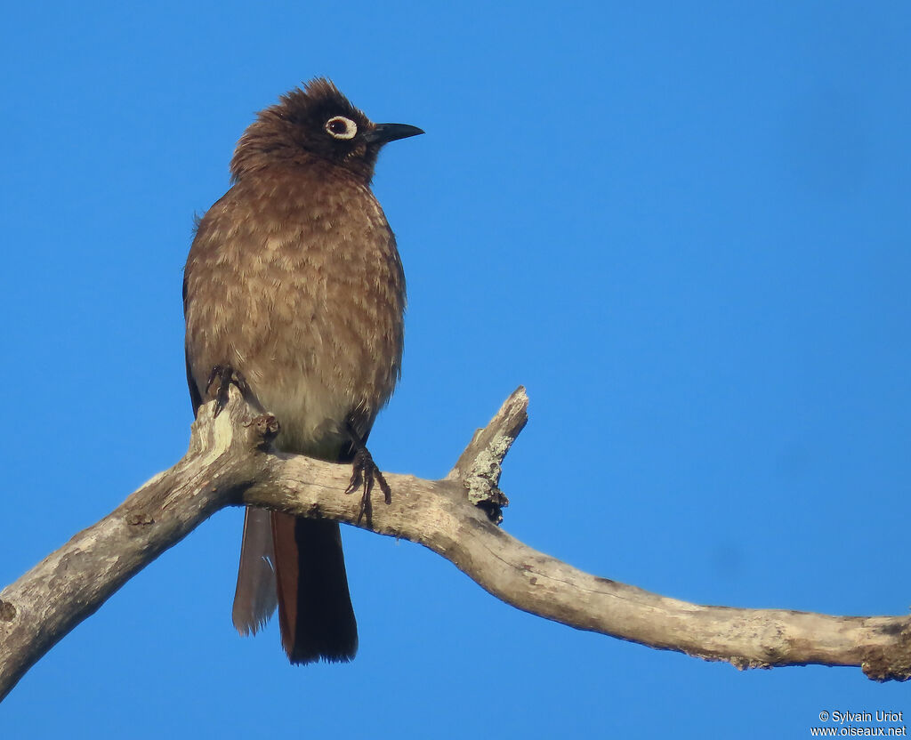 Bulbul du Capadulte