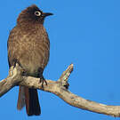 Bulbul du Cap