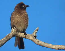 Cape Bulbul