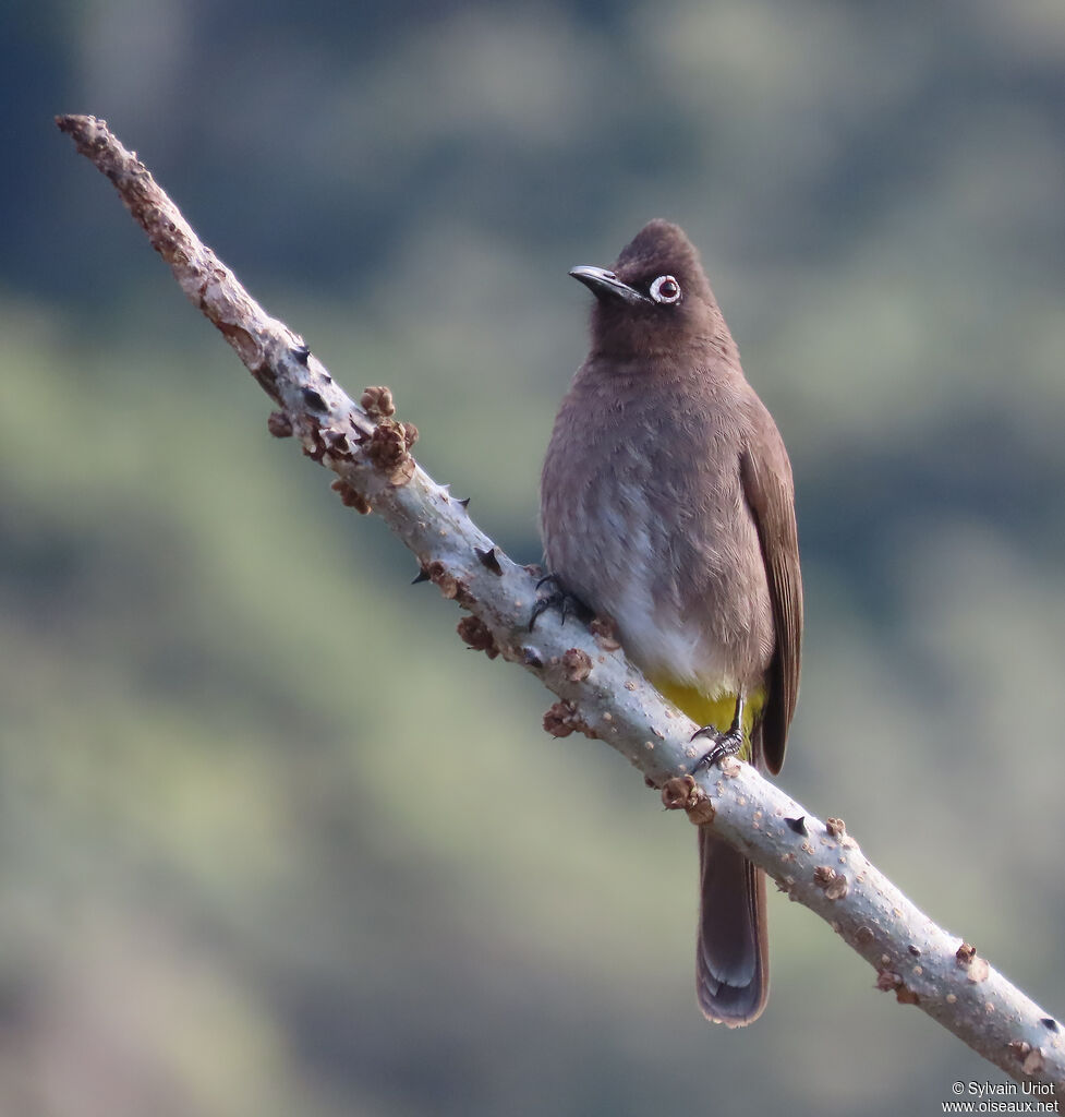 Bulbul du Capadulte