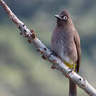 Bulbul du Cap