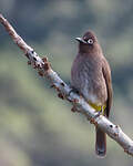 Bulbul du Cap