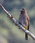 Bulbul du Cap