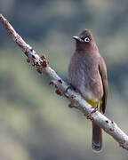 Cape Bulbul