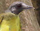 Bulbul fourmilier