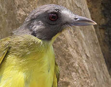 Bulbul fourmilier