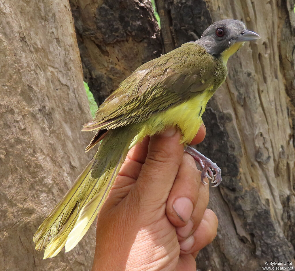 Bulbul fourmilieradulte