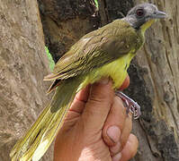 Bulbul fourmilier