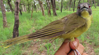 Bulbul fourmilier