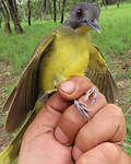 Bulbul fourmilier