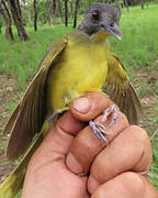Bulbul fourmilier