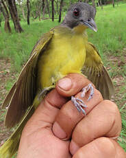 Bulbul fourmilier
