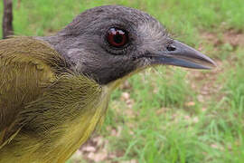 Bulbul fourmilier
