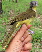 Bulbul fourmilier