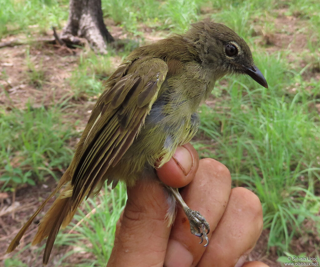 Bulbul gracileadulte
